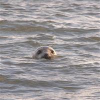 Les Waddenzee Eigen Schip ScheepsWijs