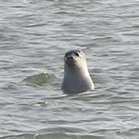 zeehond